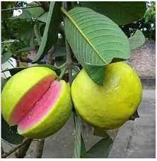 Taiwan Pink Guava Plant Manufacturer & Supplier in India